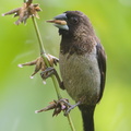 White-rumped_Munia-180125-107ND500-FYP_6237-W.jpg