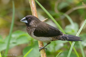 White-rumped Munia-201108-123MSDCF-FYP00996-W.jpg