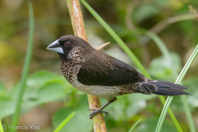 White-rumped_Munia-201108-123MSDCF-FYP00996-W.jpg