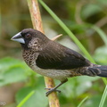 White-rumped_Munia-201108-123MSDCF-FYP00996-W.jpg