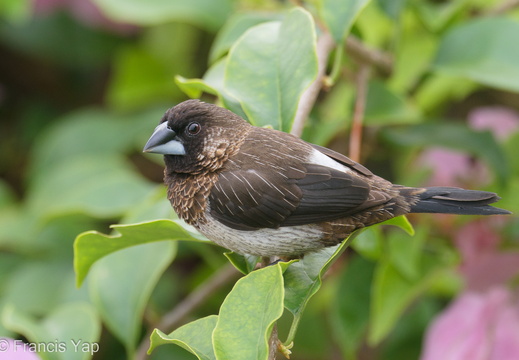 White-rumped Munia