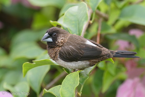 White-rumped Munia-201108-123MSDCF-FYP01137-W.jpg