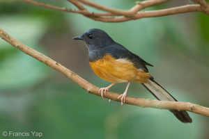 White-rumped Shama-120129-107EOS1D-FYAP8409-W.jpg