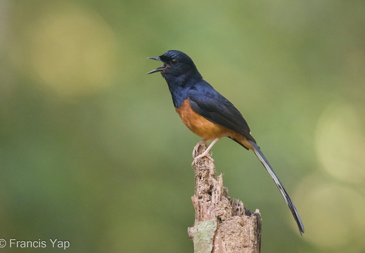 White-rumped Shama