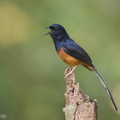 White-rumped_Shama-210626-115MSDCF-FRY00817-W.jpg