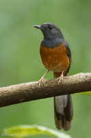 White-rumped Shama-220507-147MSDCF-FRY09410-W.jpg