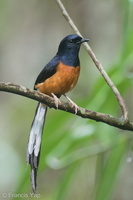 White-rumped Shama-220611-148MSDCF-FYP06136-W.jpg