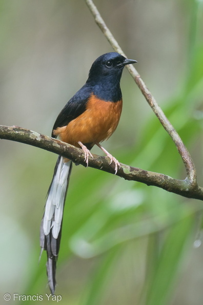 White-rumped_Shama-220611-148MSDCF-FYP06136-W.jpg