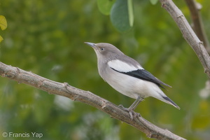 White-shouldered Starling-171226-107ND500-FYP_0202-W.jpg