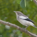 White-shouldered_Starling-171226-107ND500-FYP_0202-W.jpg