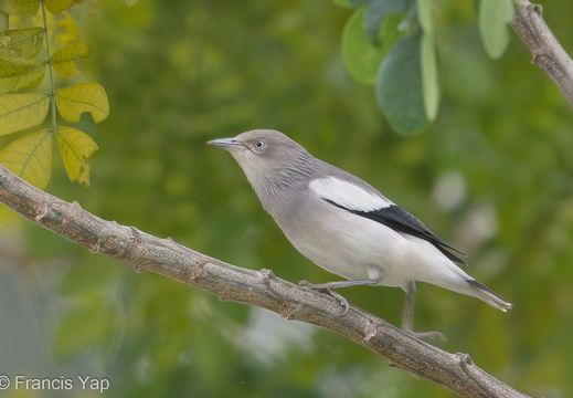 White-shouldered Starling