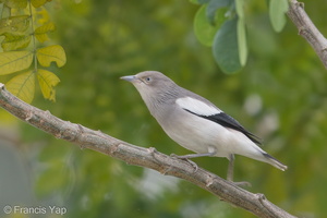 White-shouldered Starling-171226-107ND500-FYP_0204-W.jpg