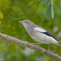 White-shouldered_Starling-171226-107ND500-FYP_0204-W.jpg