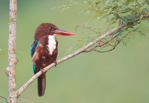 White-throated Kingfisher