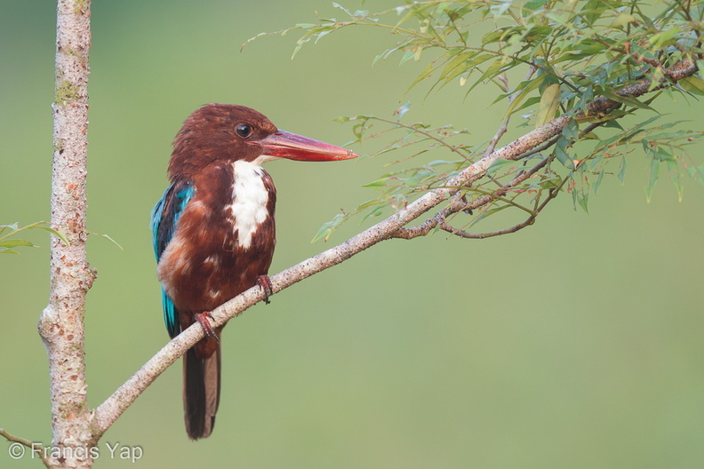 White-throated_Kingfisher-110406-101EOS1D-FYAP7265-W.jpg