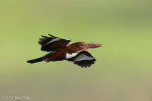 White-throated Kingfisher-220115-136MSDCF-FRY01802-W.jpg