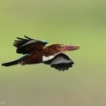 White-throated_Kingfisher-220115-136MSDCF-FRY01802-W.jpg