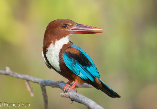 White-throated Kingfisher