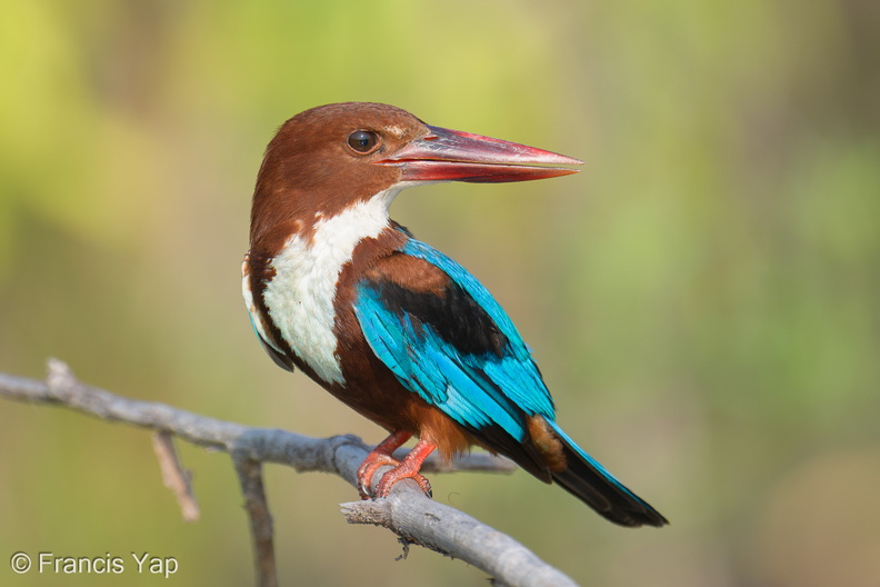 White-throated_Kingfisher-260525-195FRYAP-FYA04436-W.jpg