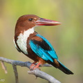 White-throated_Kingfisher-260525-195FRYAP-FYA04436-W.jpg