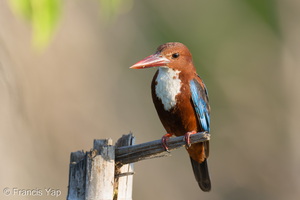 White-throated Kingfisher-260531-195FRYAP-FYA09836-W.jpg