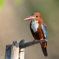 White-throated_Kingfisher-260531-195FRYAP-FYA09836-W.jpg