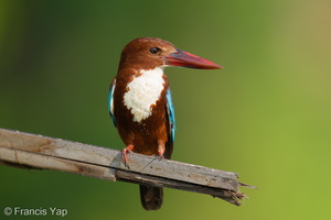 White-throated Kingfisher-260531-196FRYAP-FYA00870-W.jpg