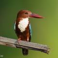 White-throated_Kingfisher-260531-196FRYAP-FYA00870-W.jpg