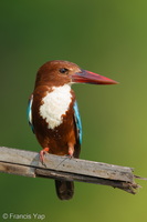 White-throated Kingfisher-260531-196FRYAP-FYA00921-W.jpg