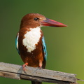 White-throated_Kingfisher-260531-196FRYAP-FYA00921-W.jpg