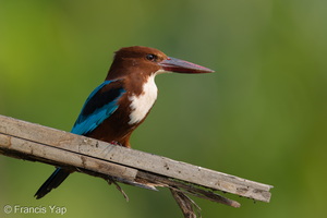 White-throated Kingfisher-260827-204FRYAP-FYA00027-W.jpg