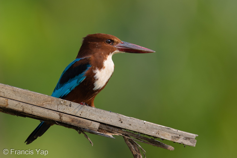 White-throated_Kingfisher-260827-204FRYAP-FYA00027-W.jpg