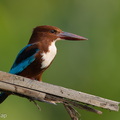 White-throated_Kingfisher-260827-204FRYAP-FYA00027-W.jpg