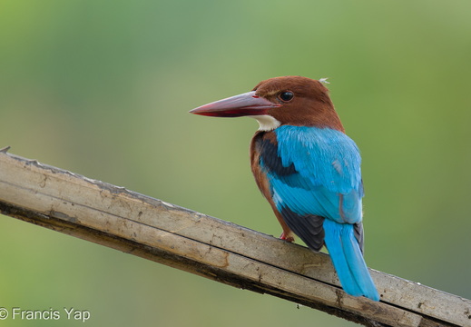 White-throated Kingfisher
