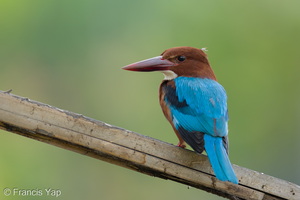 White-throated Kingfisher-260910-205FRYAP-FYA09226-W.jpg