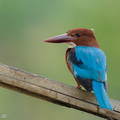 White-throated_Kingfisher-260910-205FRYAP-FYA09226-W.jpg