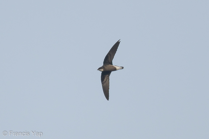 White-throated_Needletail-171025-105ND500-FYP_2646-W.jpg