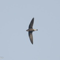 White-throated_Needletail-171025-105ND500-FYP_2647-W.jpg