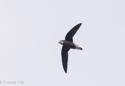 White-throated Needletail