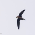 White-throated_Needletail-211109-128MSDCF-FRY00265-W.jpg