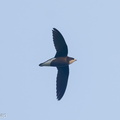 White-throated_Needletail-250327-101FRYAP-FYA05768-W.jpg