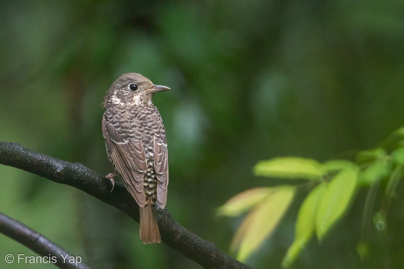 White-throated_Rock_Thrush-110311-100EOS1D-FYAP8853-W.jpg