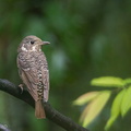 White-throated_Rock_Thrush-110311-100EOS1D-FYAP8853-W.jpg