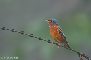 White-throated Rock Thrush-240104-212MSDCF-FYP06876-W.jpg