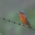 White-throated_Rock_Thrush-240104-212MSDCF-FYP06876-W.jpg