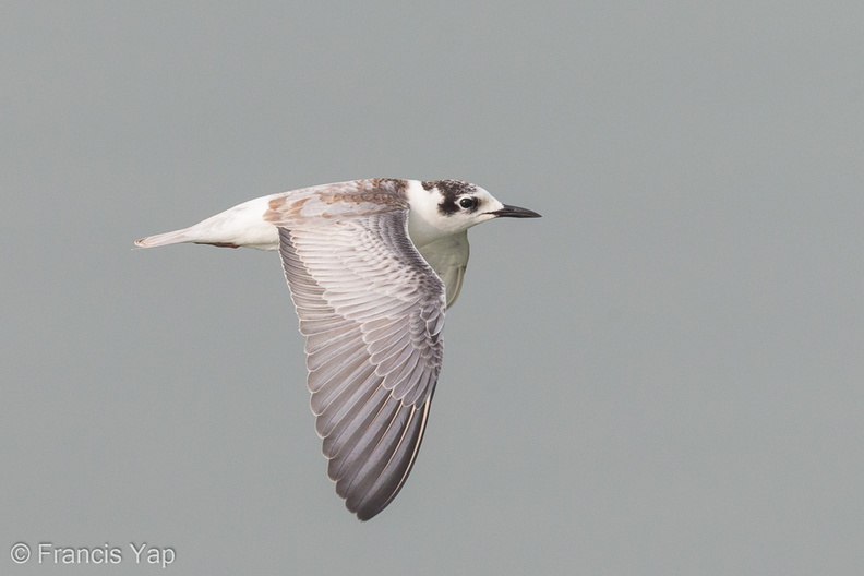 White-winged_Tern-131102-111EOS1D-FY1X3101-W.jpg