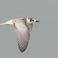 White-winged_Tern-131102-111EOS1D-FY1X3101-W.jpg