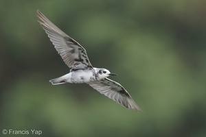 White-winged Tern-141007-119EOS1D-FY1X0046-W.jpg