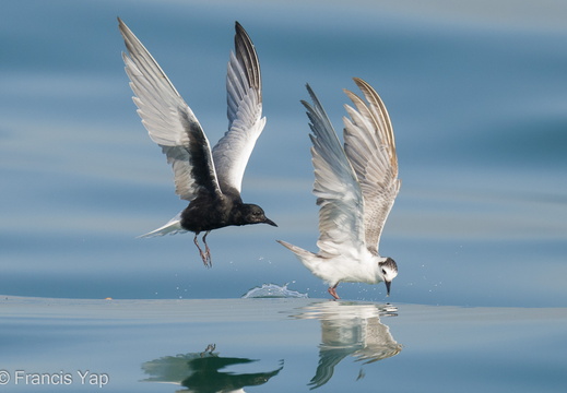 White-winged Tern