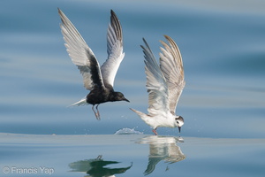 White-winged Tern-210425-108MSDCF-FRY06913-W.jpg